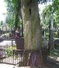 Old trees, old graves